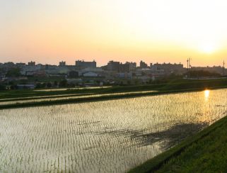堺の農業（写真2）