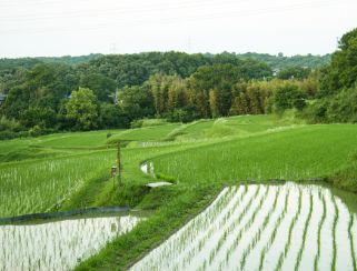 堺の農業（写真16）